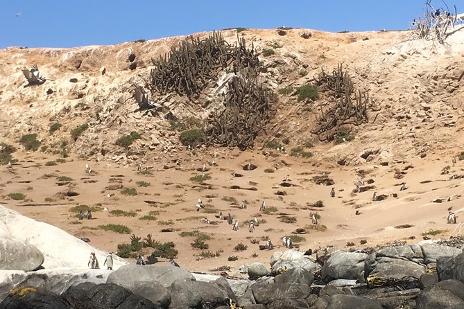 Fr STGO: WILD PENGUINS, SEALION, SANDBOARD, PARAGLIDING & PICNIC - Why this coastal day is different