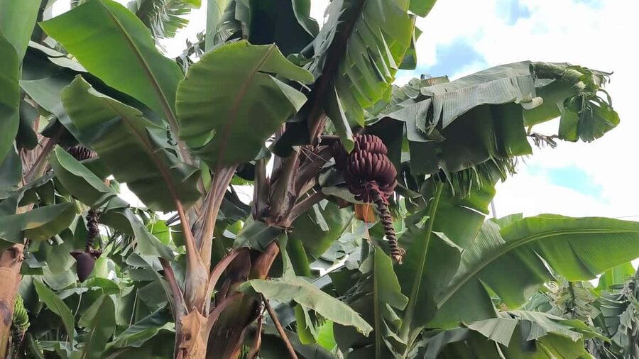 Gran Canaria: Paragliding Flight & Banana Plantation Tour - The drive through Arucas and Gran Canaria’s banana belt