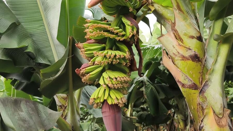 Gran Canaria: Paragliding Flight & Banana Plantation Tour - Inside the Guía plantation